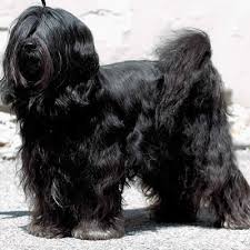 犬を家族に迎える前に